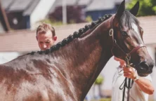 Vente de yearlings à Deauville, ce qu&rsquo;il faut savoir