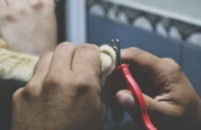 Virbac : l&rsquo;actionnaire peut accompagner la croissance