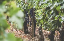 Primeurs de bordeaux : le retour des bonnes affaires