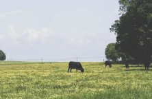 Lecornu : une « loi d’urgence agricole » pour répondre aux revendications du monde paysan