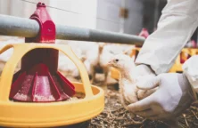 Agroalimentaire : un fonds américain s’attaque au capital de Prosol